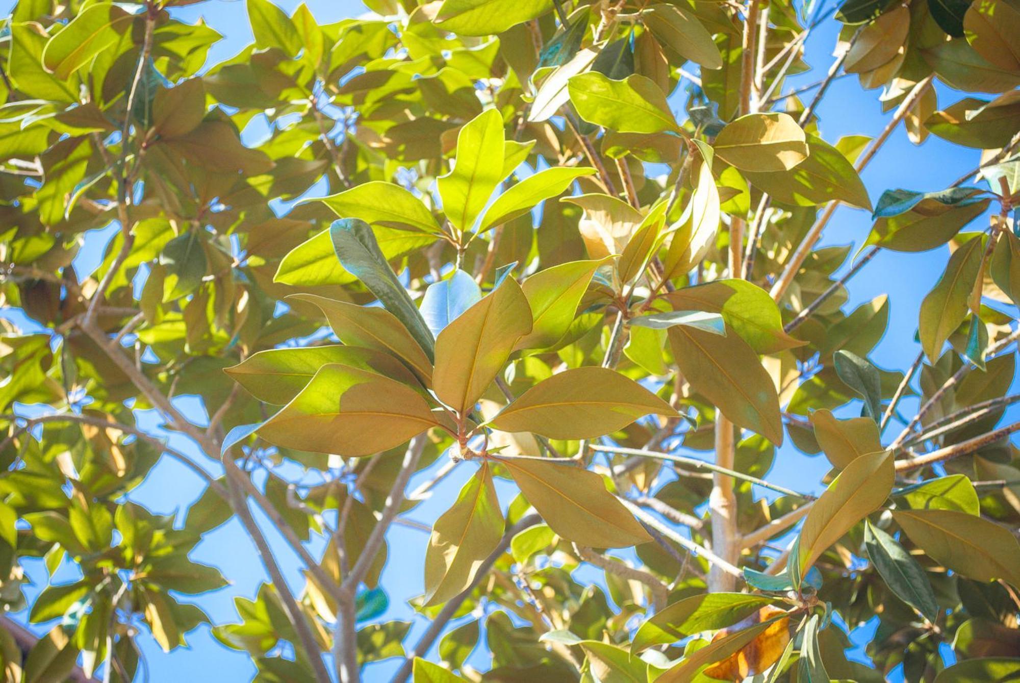 בארי Villa Magnolia Con Giardino מראה חיצוני תמונה