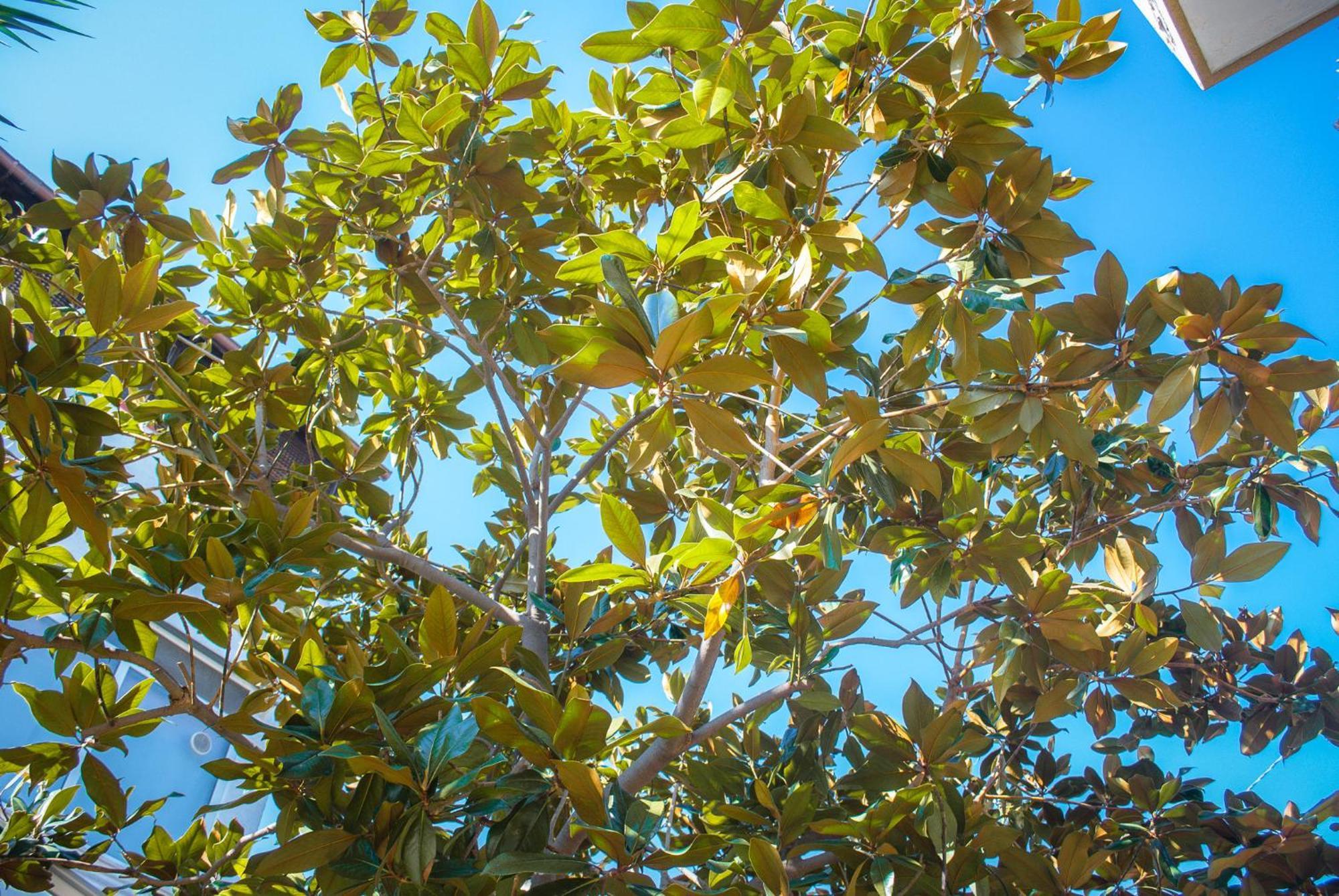 בארי Villa Magnolia Con Giardino מראה חיצוני תמונה
